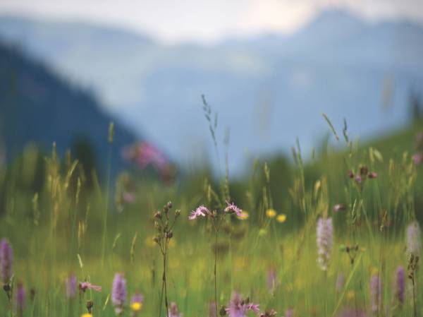 Quelle: Foto Niklas Ohlrogge (niamoh.de) auf unsplash